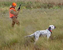 Kono shashin wa, nani ga chigau desu ka?